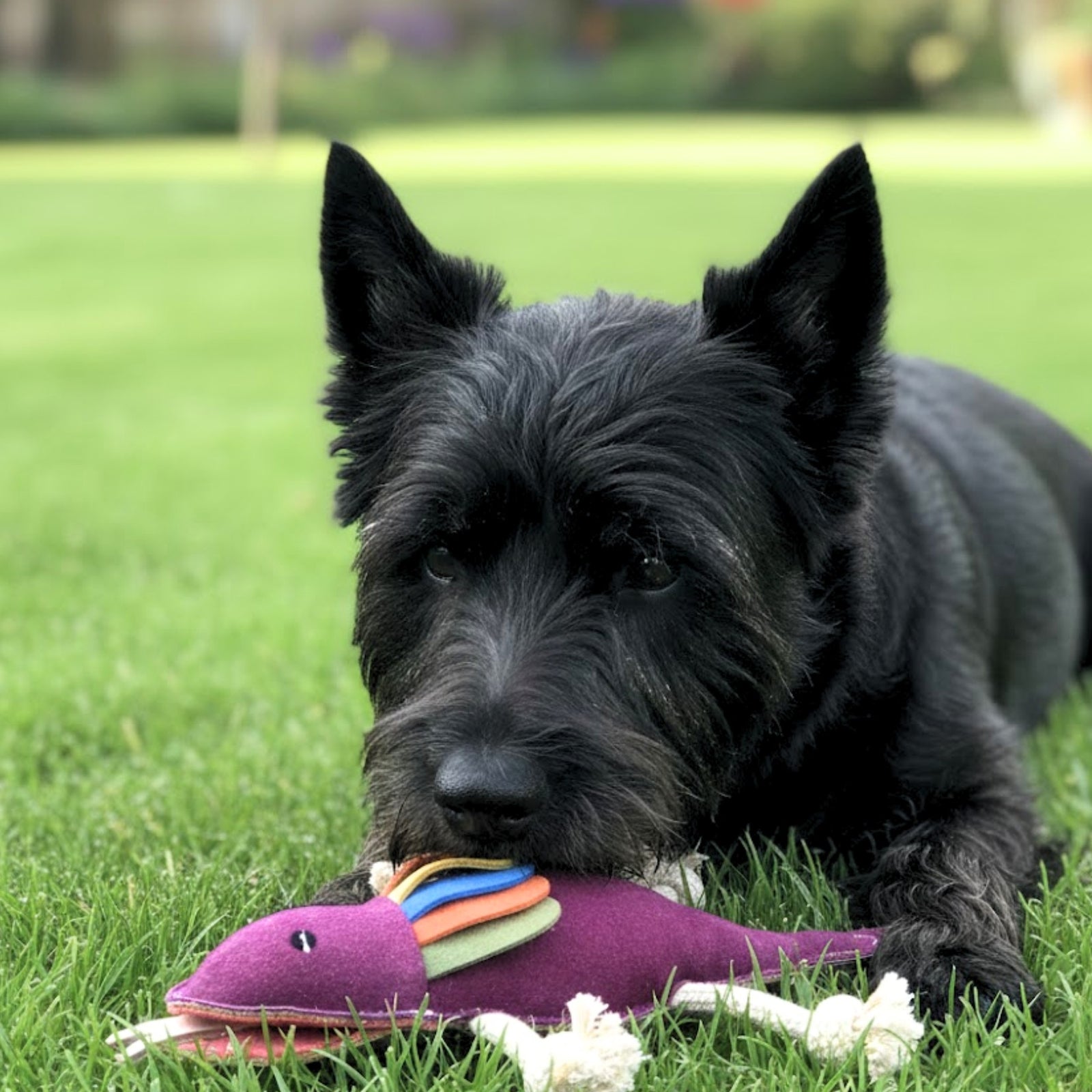 A black dog with pointy ears lies on green grass, holding Georgie Paws' Fink the Frillneck Lizard Dog Toy in its mouth. The sustainable pet toy rests on its paws, set against a background of blurred greenery.