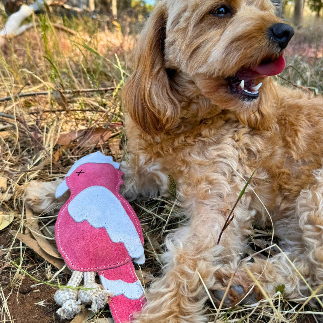 A fluffy tan dog lies on dry grass outdoors with its mouth open, tongue out, and looking away from the camera. Beside the dog is the Georgie Paws Gav the Galah Dog Fetch Training Toy in Pink—a pink and white bird-shaped plush toy featuring a rope tail, an embroidered “X” for one eye, and crafted from sustainable materials.