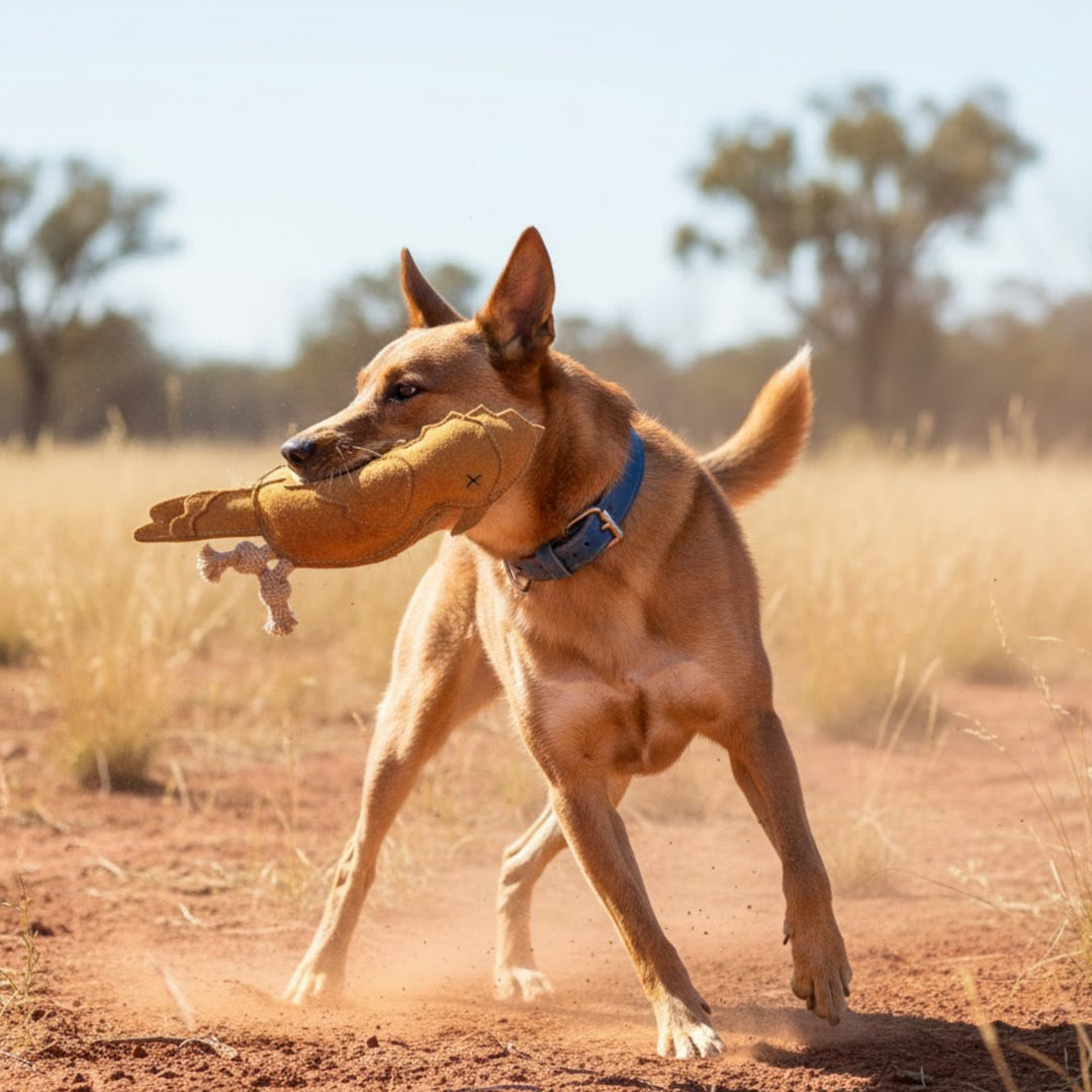 A tan dog with a blue collar stands on dry ground, holding the Georgie Paws Gav the Galah Dog Fetch Training Toy - natural in its mouth. Its ears are up as it plays near tall grasses and scattered trees beneath a clear sky.