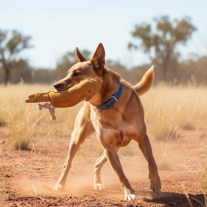 A tan dog with a blue collar stands on dry ground, holding the Georgie Paws Gav the Galah Dog Fetch Training Toy - natural in its mouth. Its ears are up as it plays near tall grasses and scattered trees beneath a clear sky.