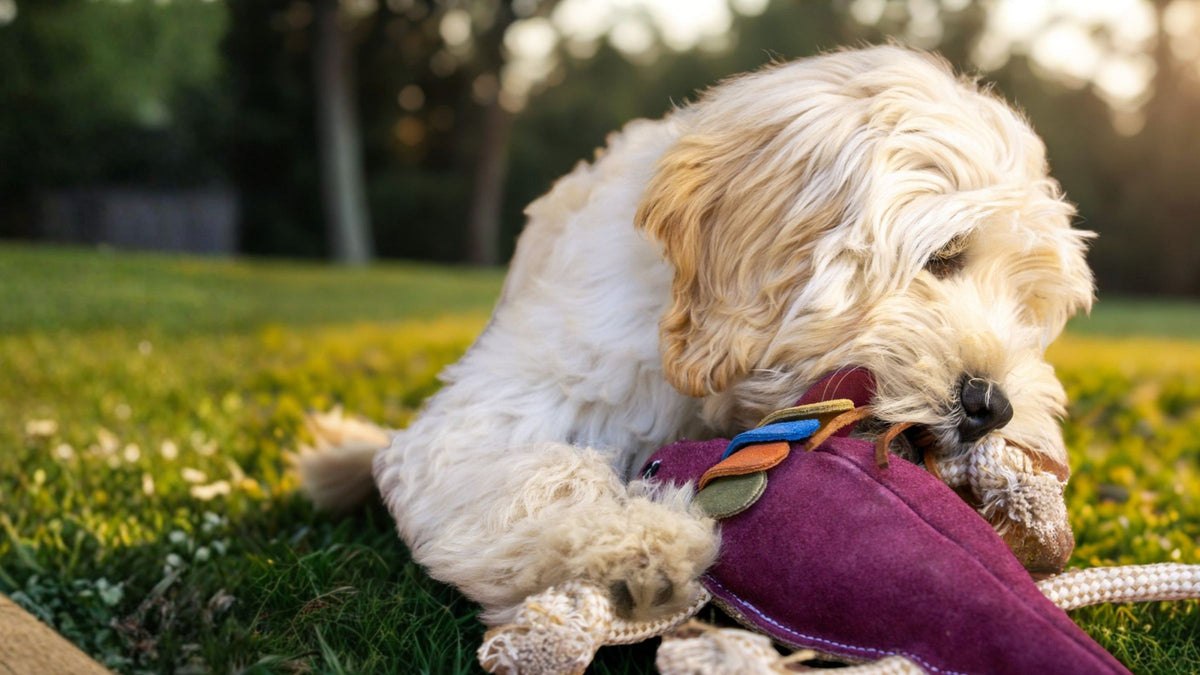 Fluffy cream dog lying on the grass chewing Fink the Frillneck Lizard, a purple suede eco-friendly dog toy by Georgie Paws with a colourful leather frill and rope legs