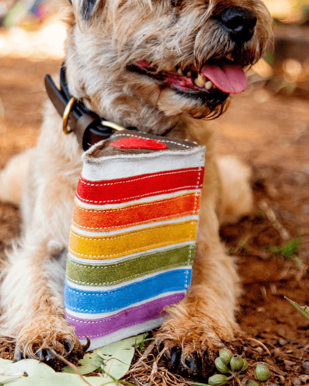 Scruffy tan dog in a brown leather collar lying on red earth with the Georgie Paws Rainbow Cake, a handmade suede dog toy shaped like a slice of rainbow layer cake