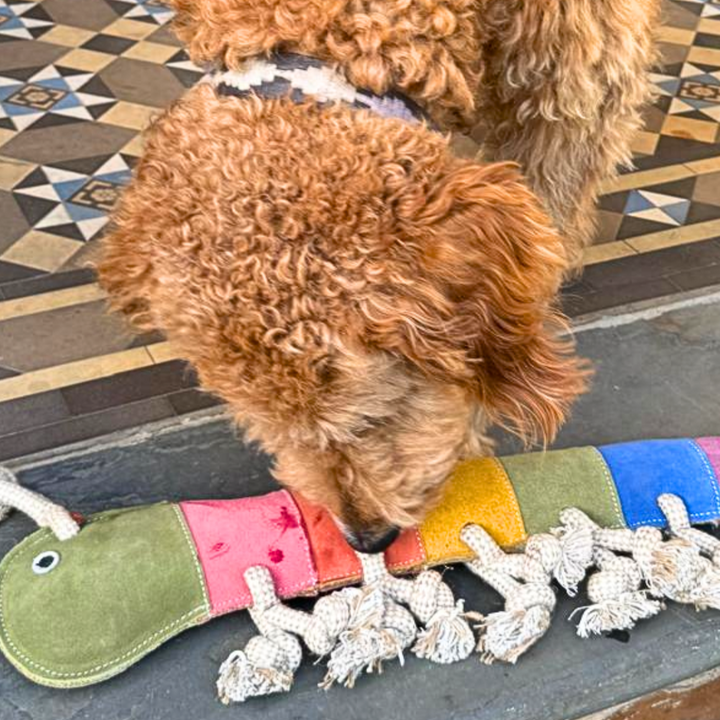 A curly-haired brown dog sniffs the Georgie Paws Giant Rainbow Gerti for Giant Dogs, a colorful caterpillar-shaped toy with a green face and multicolored segments, on stone steps with geometric-patterned floor tiles in the background.
