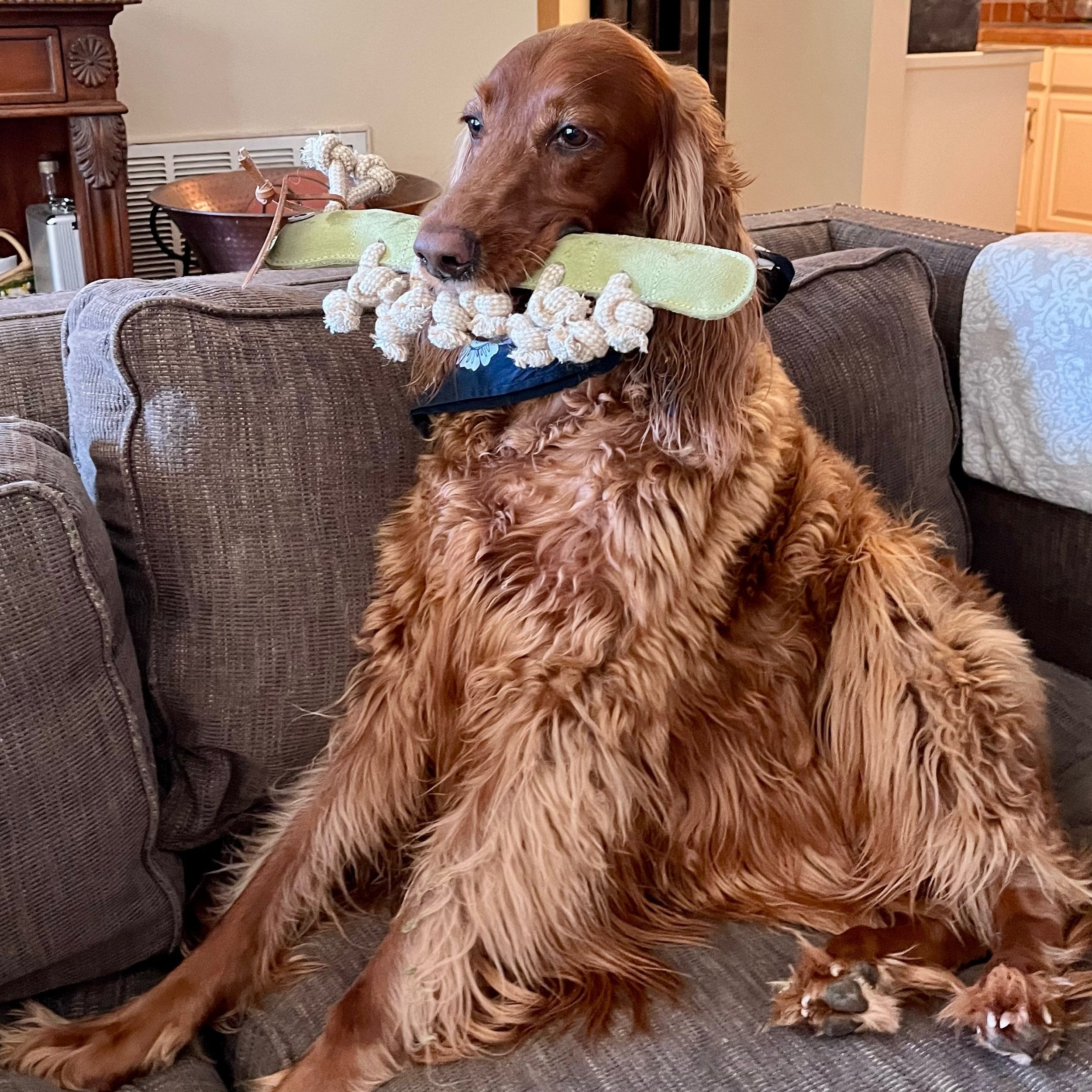 A large, long-haired brown dog relaxes on a couch covered in sustainable buffalo suede, holding Gerti the Grub - pear by Georgie Paws, a plush green and cream-colored toy. The room showcases warm-toned wooden furniture and reveals a view of the kitchen in the background. The dog's ears droop down its sides.