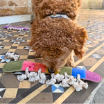 A curly-haired brown dog sniffs a Georgie Paws Giant Rainbow Gerti, a compostable chew toy with green, purple, red, blue, and pink sections plus braided rope ends. Another Giant Rainbow Gerti lies on the patterned floor tiles in the background.