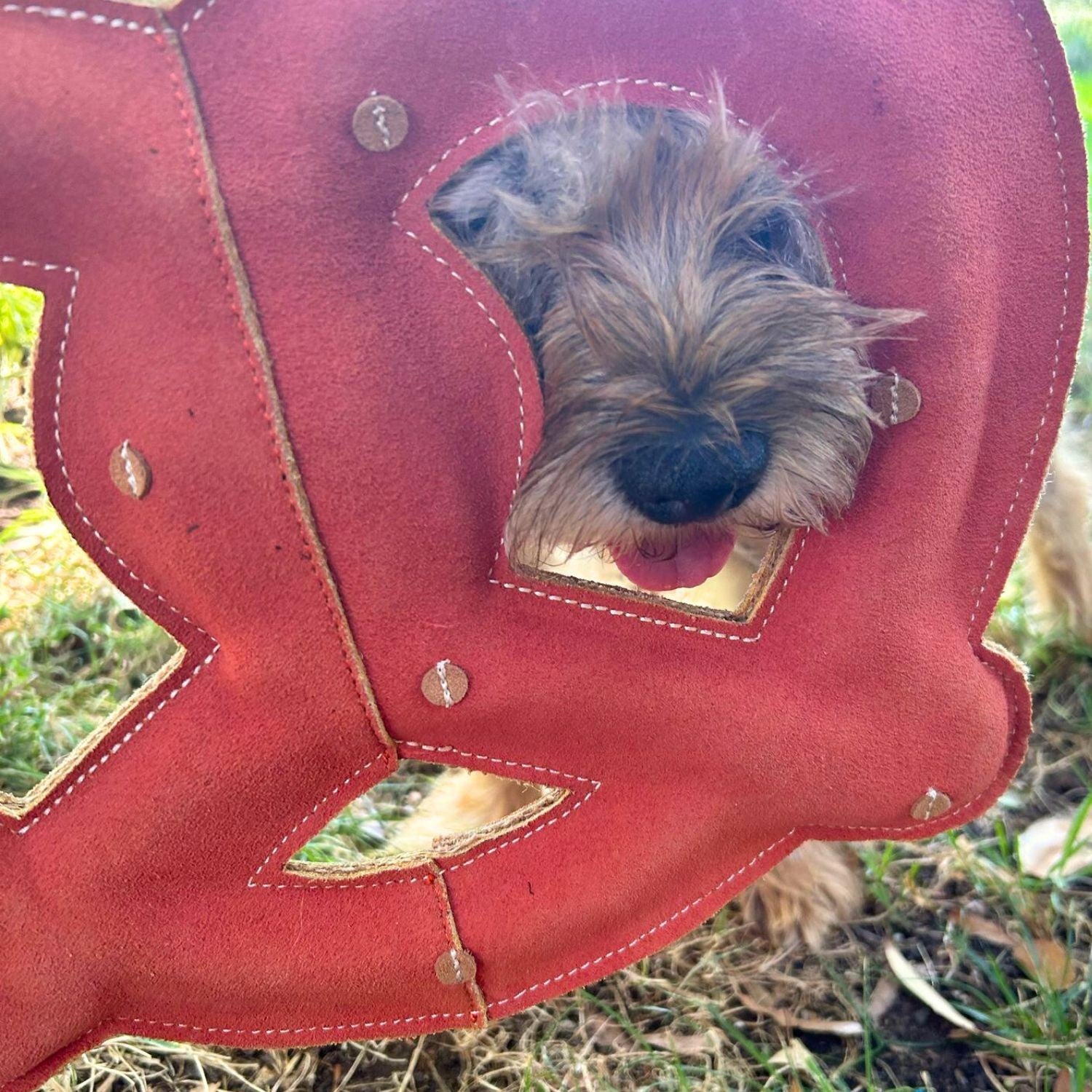 A small, scruffy brown dog peeks through the Georgie Paws Giant Pretzel dog toy lying on the grass, its nose and tongue out for a playful, cheerful outdoor scene.