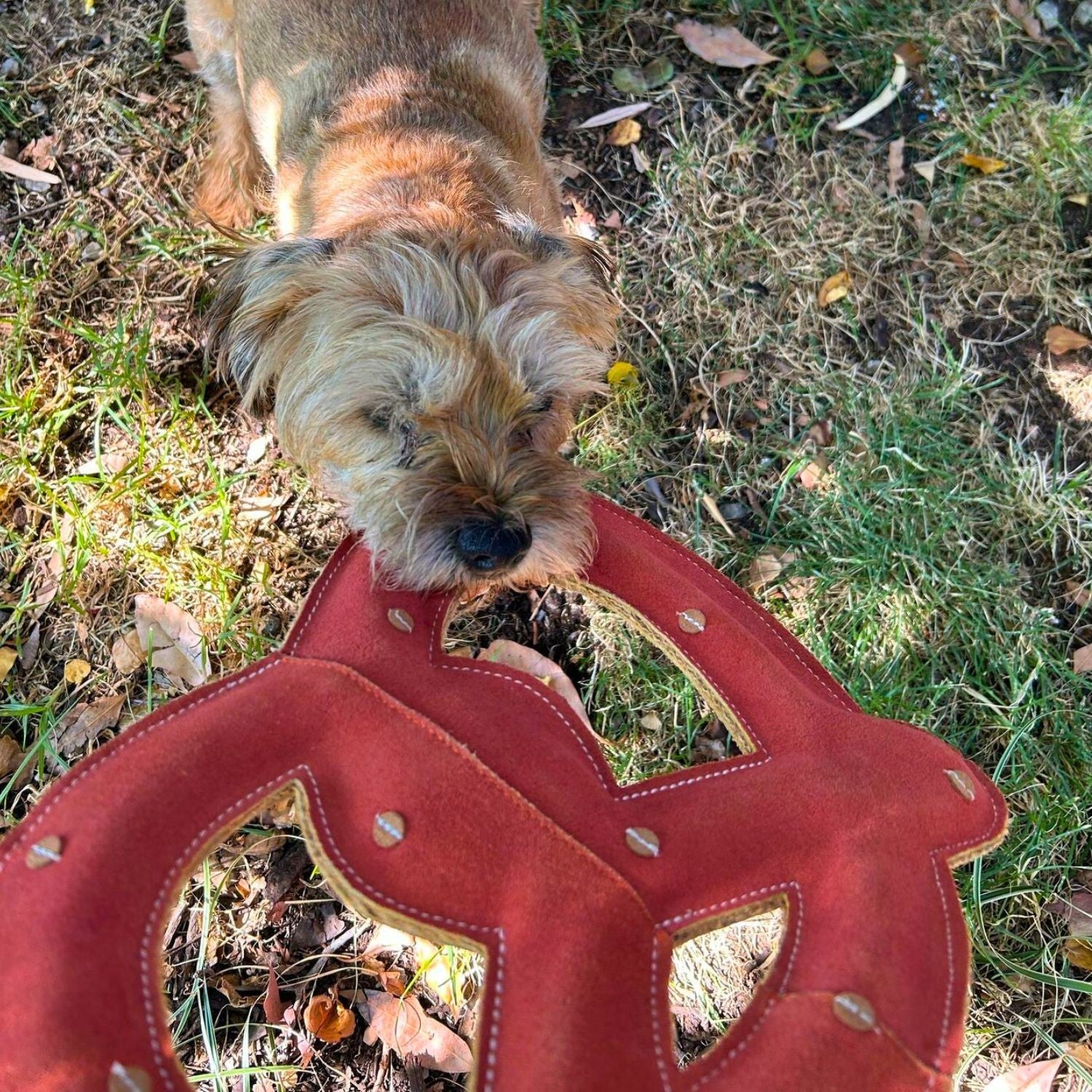 A small brown dog with shaggy fur sniffs a large, red, buffalo suede Georgie Paws Giant Pretzel dog toy on grass with scattered leaves and dappled sunlight, its nose pressed to the toy while standing under tree shadows.