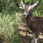 A brown and white goat stands outdoors, wearing the Georgie Paws Pearl Collar - Tan, decorated with man-made pearls. Lush green plants and tall grass surround the goat on a sunny day.