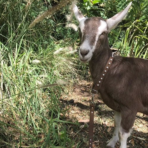 A brown and white goat stands outdoors, wearing the Georgie Paws Pearl Collar - Tan, decorated with man-made pearls. Lush green plants and tall grass surround the goat on a sunny day.
