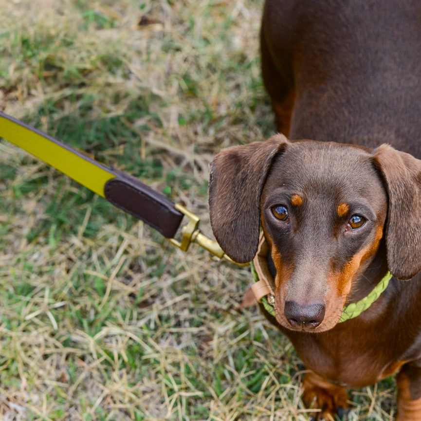 A brown dachshund with wide eyes stands on patchy grass, wearing the yellow, water-resistant Georgie Paws Cooper Lead – Grass. Only its front half shows: long ears, short legs, and a smooth coat.