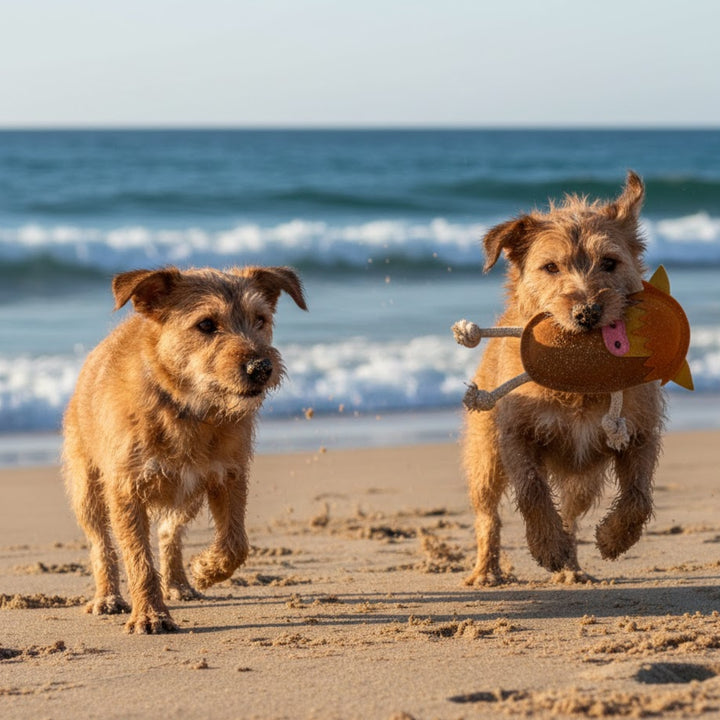 Two small, scruffy brown dogs run on a sandy beach near the ocean. The dog on the right joyfully carries the Georgie Paws Hector the Highland Cow Dog Toy in its mouth, while gentle waves roll in under a clear sky.