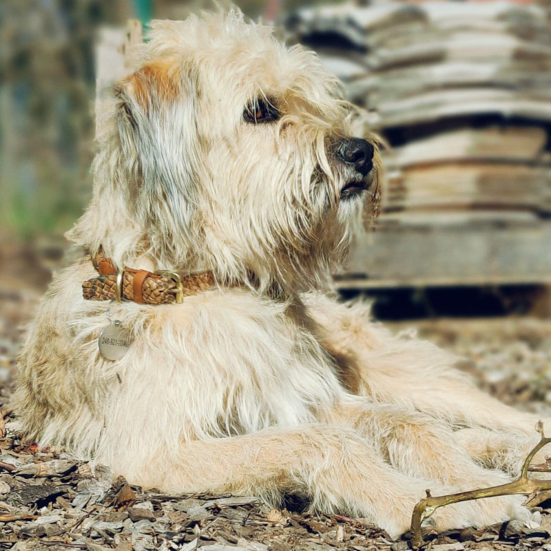 tan tonto dog collar on a scuffy cattle dog sitting on the ground