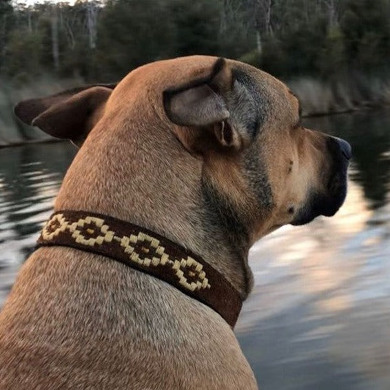 A pensive brown dog, adorned with a Georgie Paws Polo Collar - Desert made of buffalo leather, gazes out over tranquil waters during a serene boat ride at dusk, embodying a moment of peace and reflection.