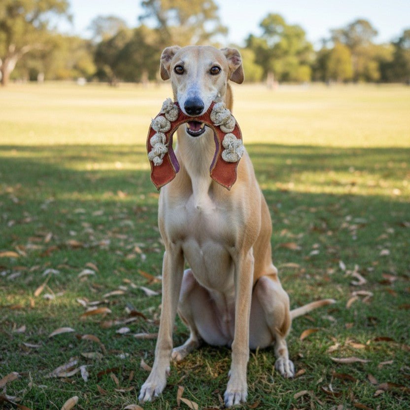 A light tan greyhound sits on the grass, holding a Georgie Paws Horseshoe - Orange & Green plush toy in its mouth. Trees and open parkland fill the sunny background, with scattered leaves covering the ground around the dog. The scene has a natural charm that highlights simple outdoor moments.
