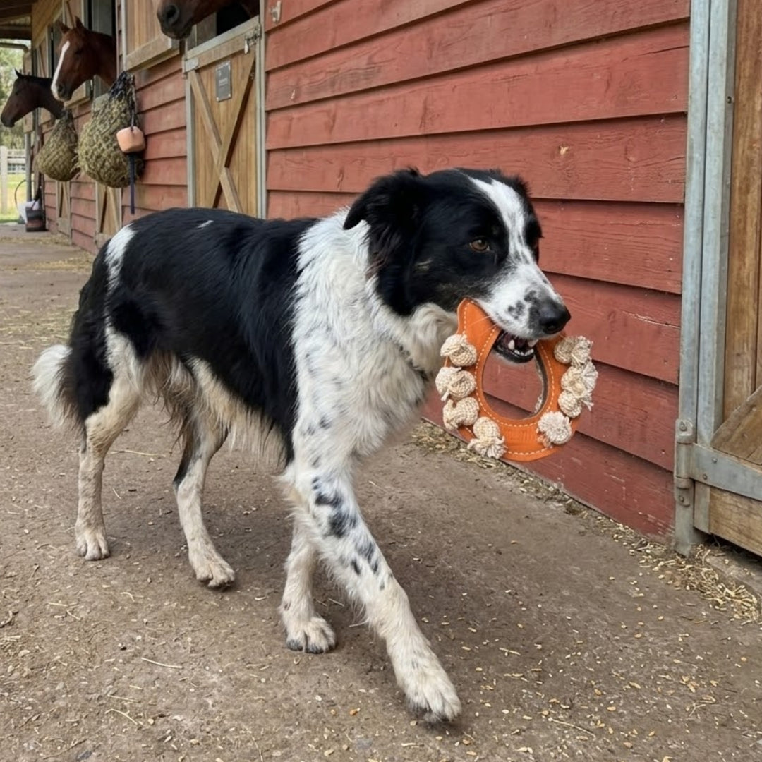 A black and white dog walks on dirt outside a red wooden barn, holding the Georgie Paws Horseshoe toy in orange & green in its mouth. The barn door is partly open, showing a horse in a stall on the left side.