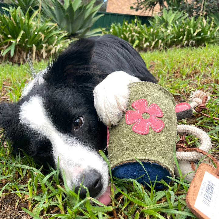 A black and white dog lies on green grass, playfully holding the Georgie Paws Hotto Chocco Dog Toy with a pink flower. Its tongue is out and eyes alert amid lush greenery, creating a lively outdoor scene.