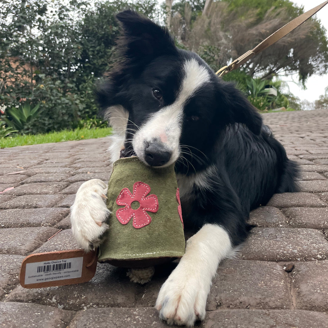 A black and white dog lies on a stone path, chewing the Hotto Chocco Dog Toy by Georgie Paws. The green sustainable toy with pink flowers and a brown tag is in its mouth. The playful, leashed dog is surrounded by greenery and trees in the background.