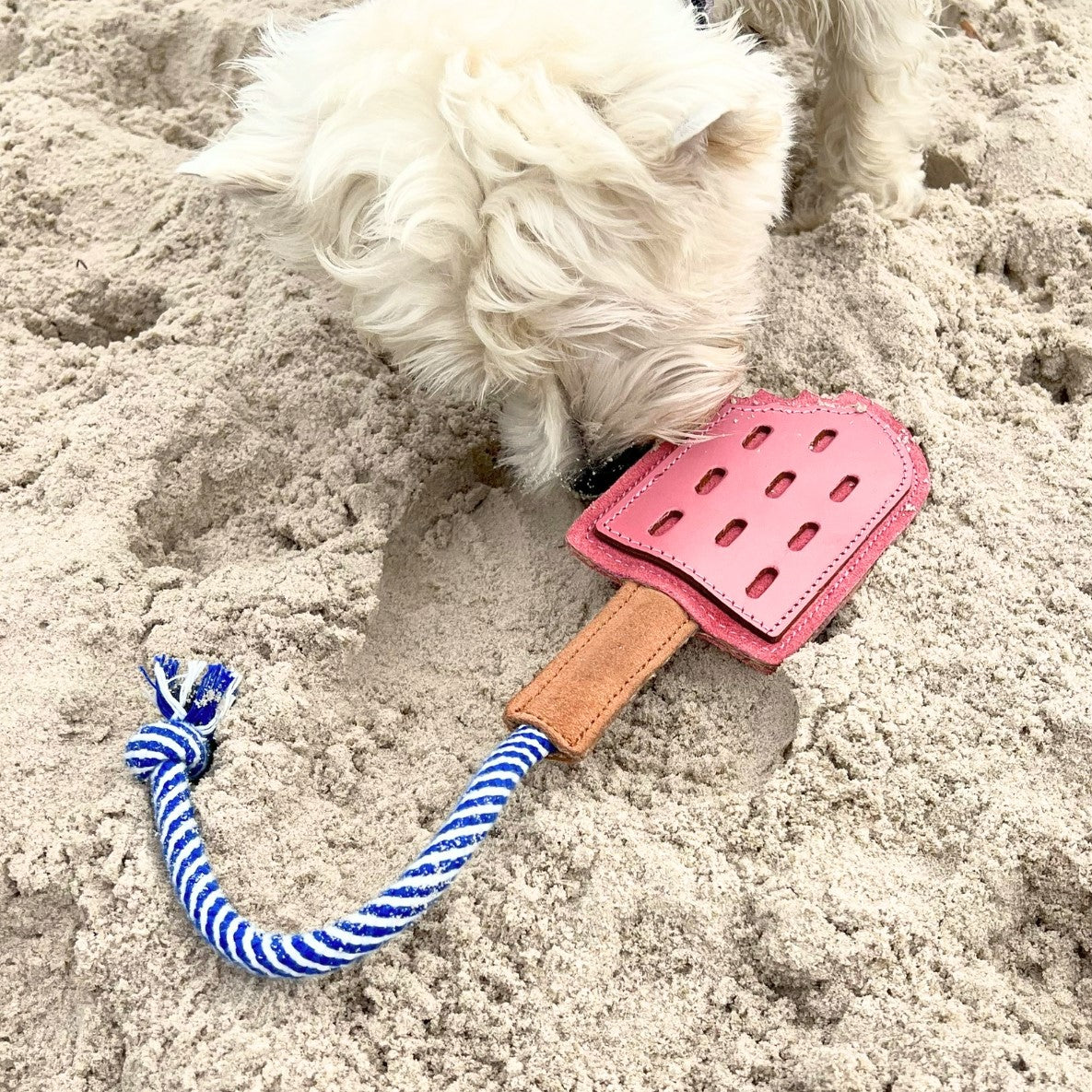 A fluffy white dog curiously sniffs at a Georgie Paws Icy Pole - pink dog toy partially buried in the sand, designed for teething puppies and featuring a buffalo leather and suede blue and white rope.