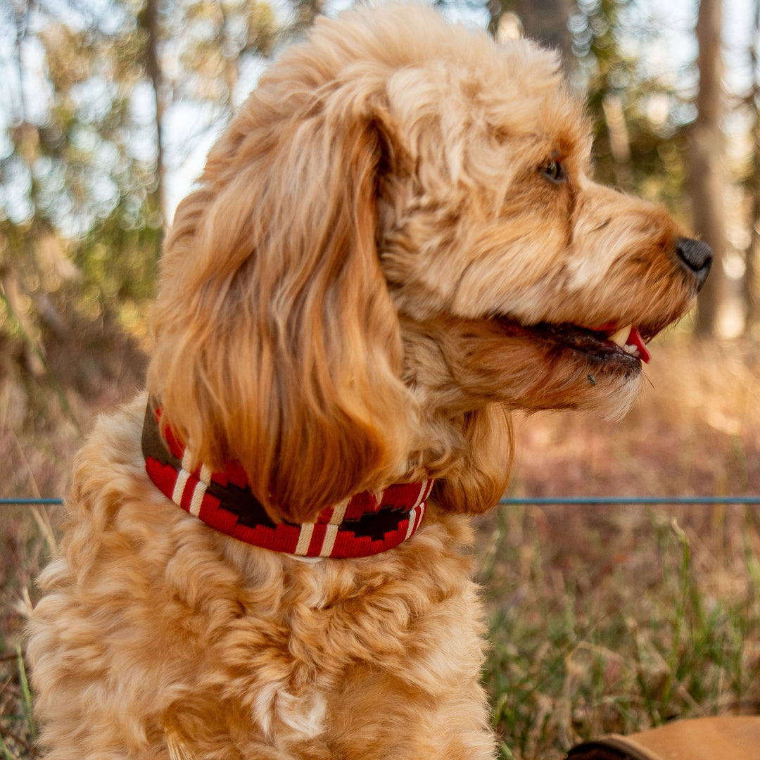 A tan, wavy-furred dog sits on grass wearing the Georgie Paws Polo Collar - Kaliman, a handmade collar with red stripes. The dog looks right with its mouth slightly open against a sunlit, tree-filled background.