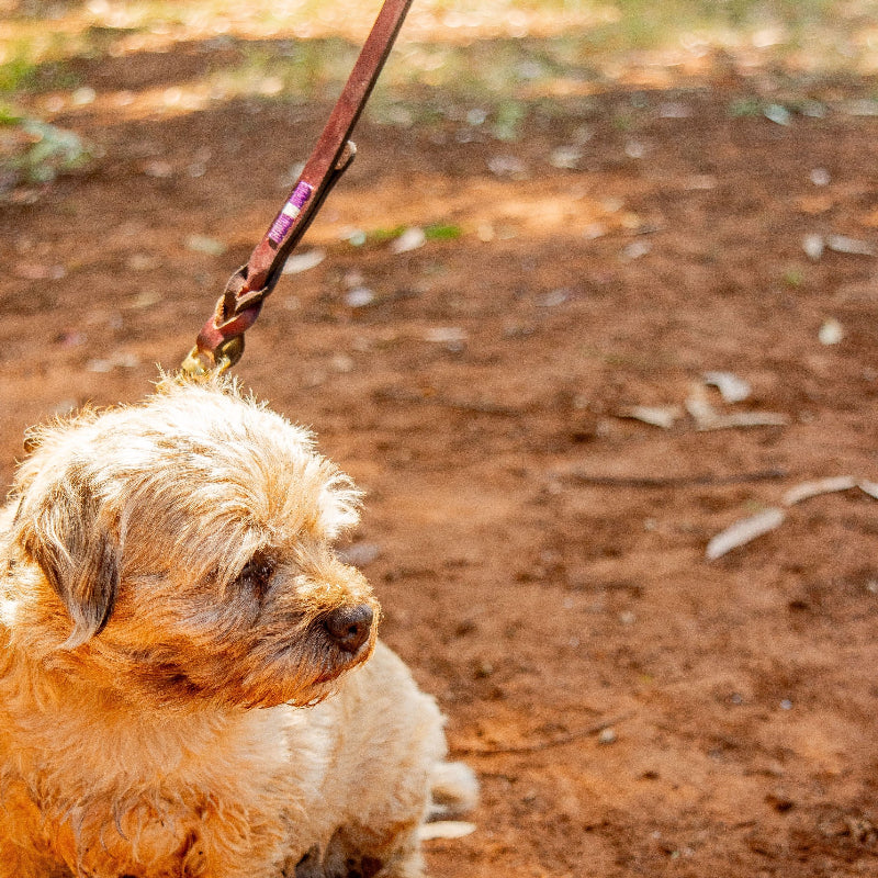 brown leather dog lead with braid trim and purple hand stitching detail on a border terrier dog sitting in the dirt