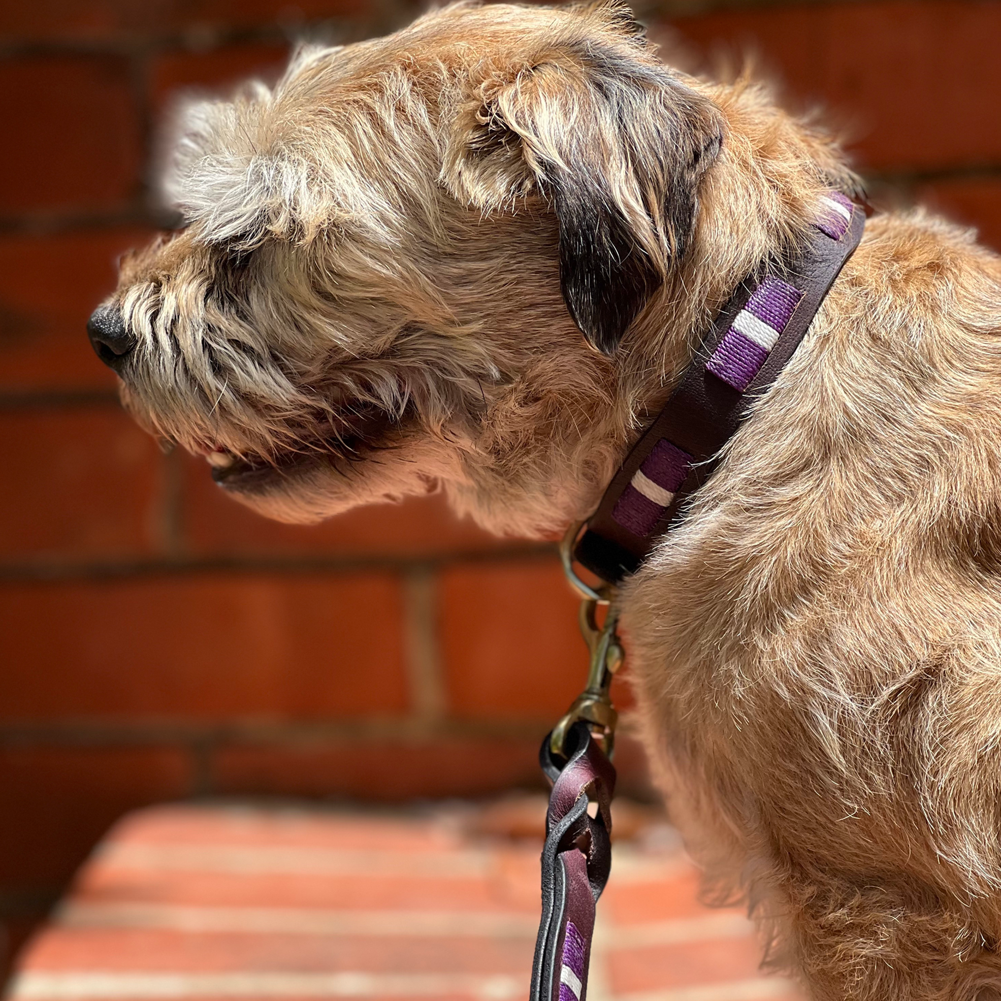 A small, shaggy-haired dog stands in profile against a sunlit brick wall. The dog has light brown fur with darker brown around the ears and snout. It wears a handstitched Georgie Paws Polo Collar Locker- Purple with antique brass hardware, connected to a matching leash. The dog's mouth is slightly open, revealing its teeth.