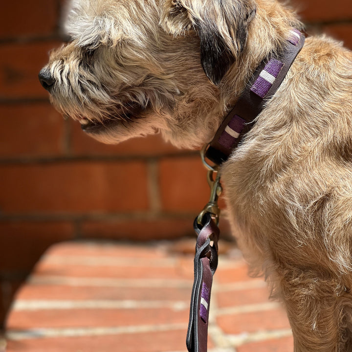 A small, scruffy tan dog sits outdoors in sunlight wearing a Georgie Paws Polo Collar - Lokki Purple, which features white stripes. Its mouth is slightly open, with a blurred red brick wall and steps behind.