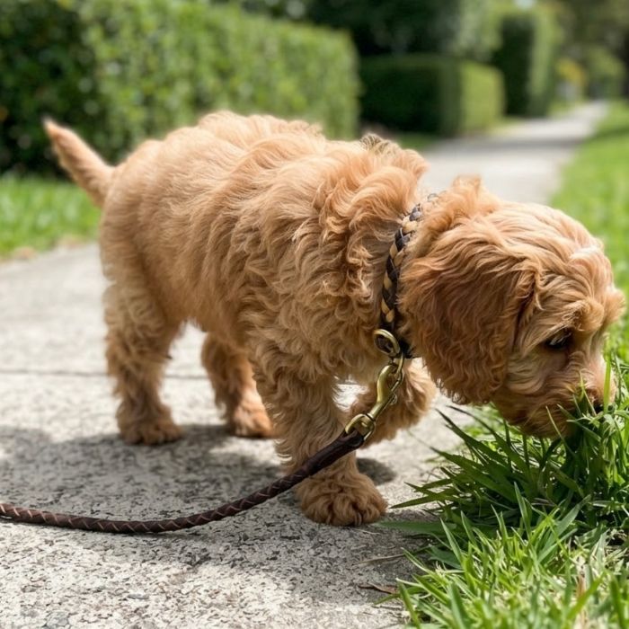 Georgie Paws LuLu braided buffalo leather dog collar and lead in Chicory, brown and tan with brass hardware