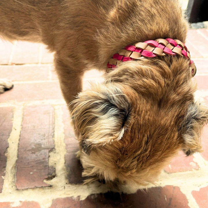 A small brown dog with scruffy fur wears the Georgie Paws LuLu Collar in Hot Pink. Its head and upper body are visible in soft natural light as it sniffs or licks a brick and mortar surface.