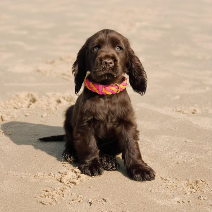 A small, fluffy brown puppy with long ears sits on smooth sand, wearing the Georgie Paws LuLu Collar in hot pink. Sand dusts its nose and mouth as it gazes upward with bright blue eyes; no other objects are visible in the background.