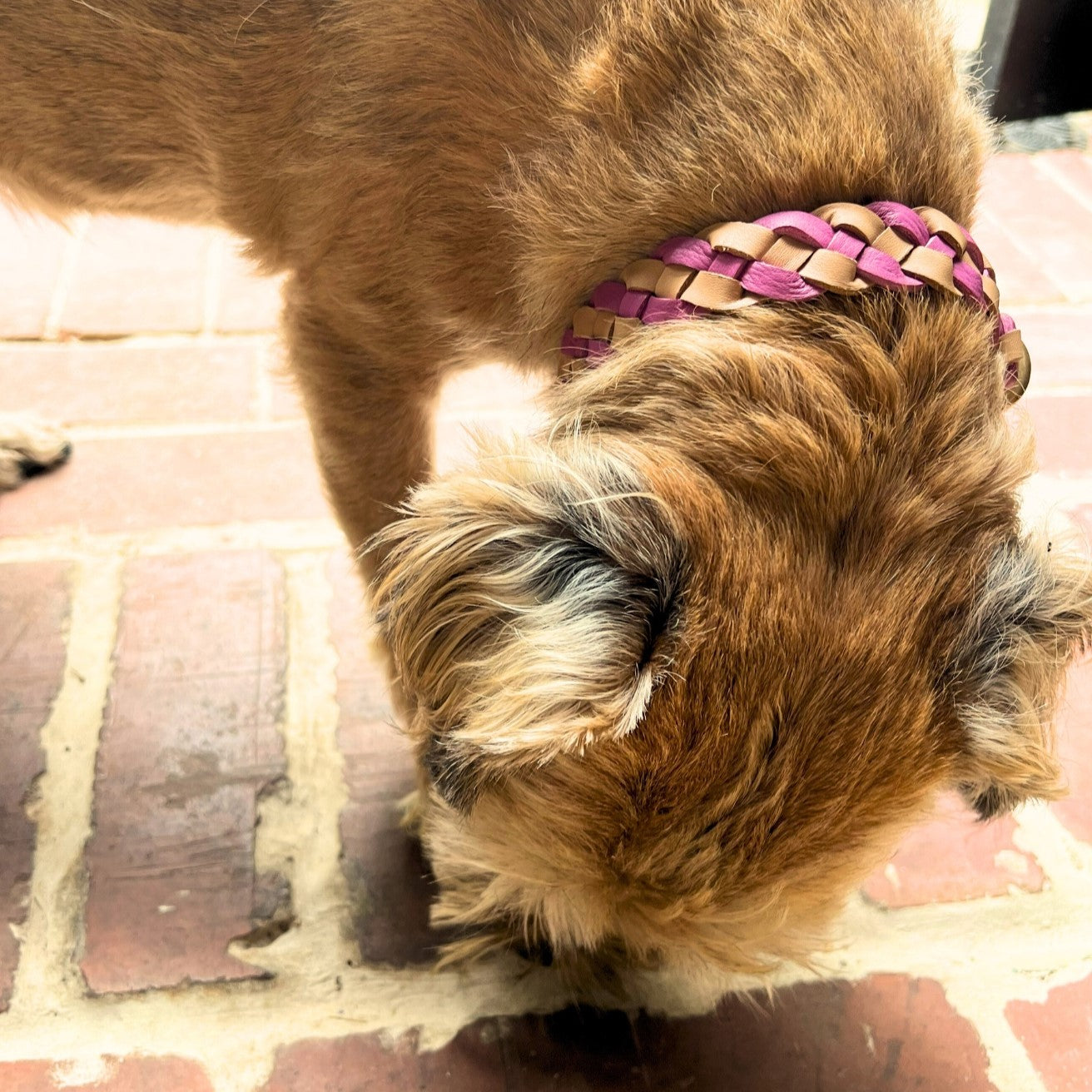 A brown and tan puppy with a braided Georgie Paws Buffalo Leather collar stands on a brick surface, its head turned away from the camera, showcasing furry ears and the LuLu Collar's intricate hot pink design.