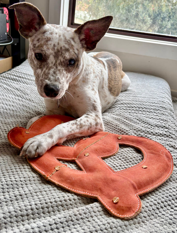 A white and brown spotted dog lounges on a gray blanket by the window, resting a paw on the Georgie Paws Giant Pretzel - Big Dog Toy, looking at the camera as sunlight shines behind.