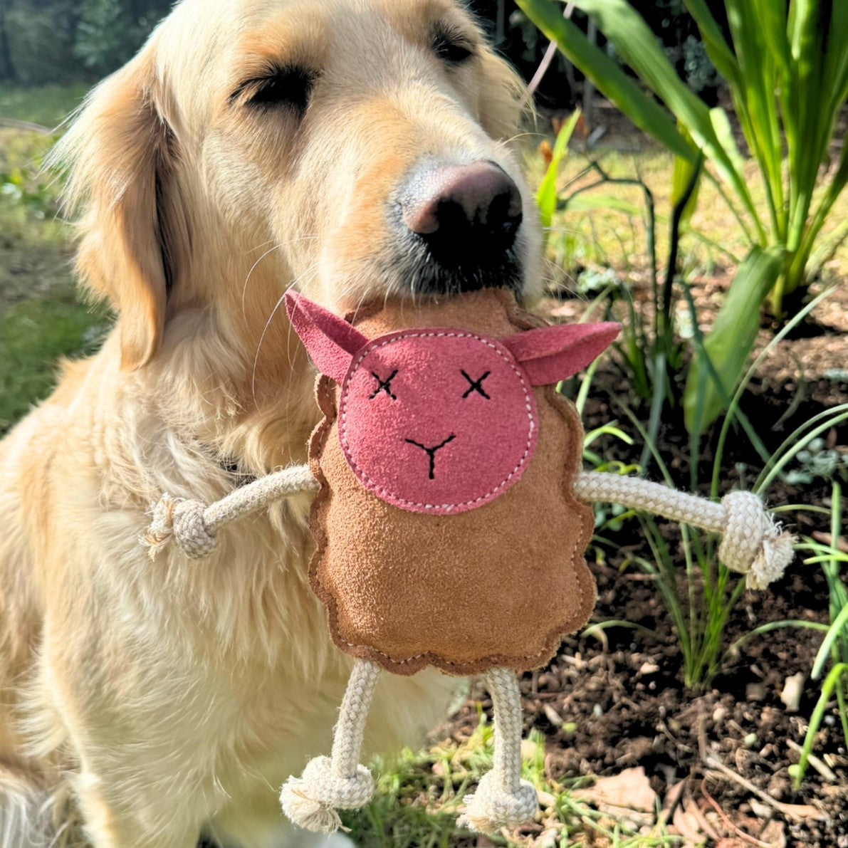 A second view of Mary the Lamb - Natural by Georgie Paws, a cream sheep-shaped fabric dog toy with floppy ears.