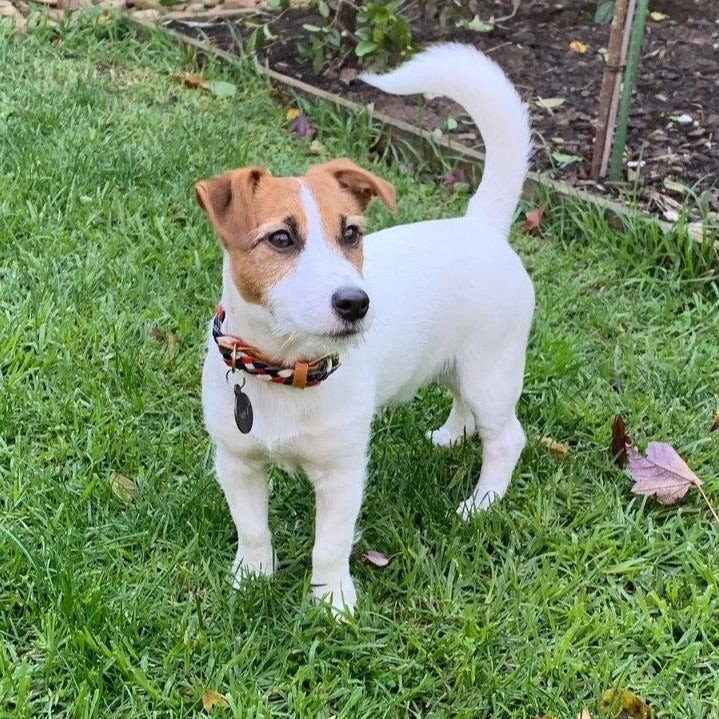 A small white dog with a tan and white face stands on green grass. The dog has a short coat, perky ears, and a curled tail. It is wearing a colorful, patterned Windsor Collar - Flag by Georgie Paws with flexible sizing and a black tag. There are few fallen leaves and a garden bed with some plants in the background.