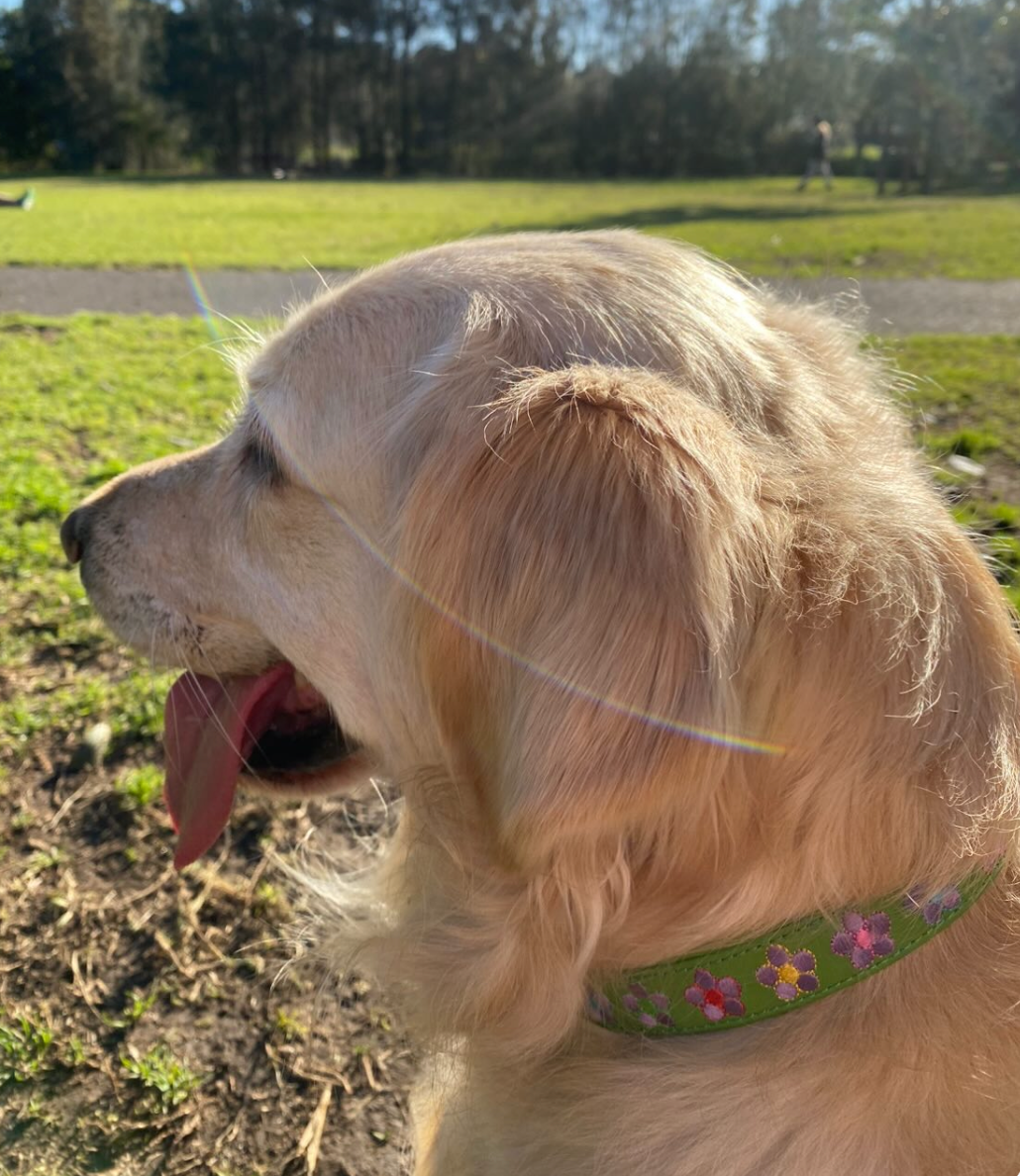 A golden retriever wearing a Botanic Basil Collar by Georgie Paws enjoys a sunny park. Facing left with its tongue out, the dog basks in the warm weather amidst trees and a path under the clear blue sky, with a lens flare from the sunlight enhancing the scene.