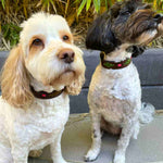 Two small dogs sit side by side on a gray surface, each wearing the Georgie Paws Polo Collar - Myrtle with durable brass hardware. In front of leafy plants, the cream pup and black-and-white friend show off their stylish collars.