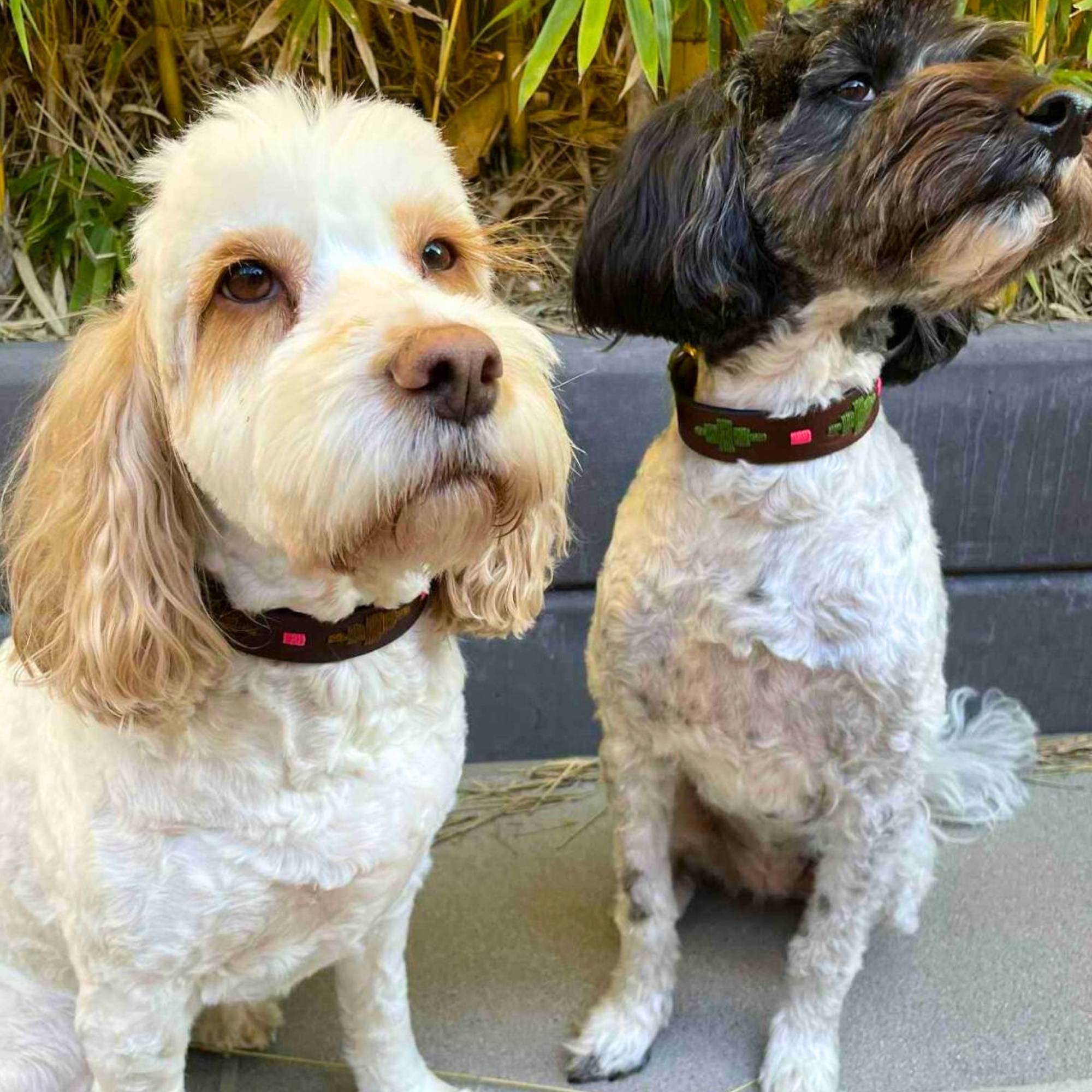 Two small dogs sit side by side on a gray surface, each wearing the Georgie Paws Polo Collar - Myrtle with durable brass hardware. In front of leafy plants, the cream pup and black-and-white friend show off their stylish collars.