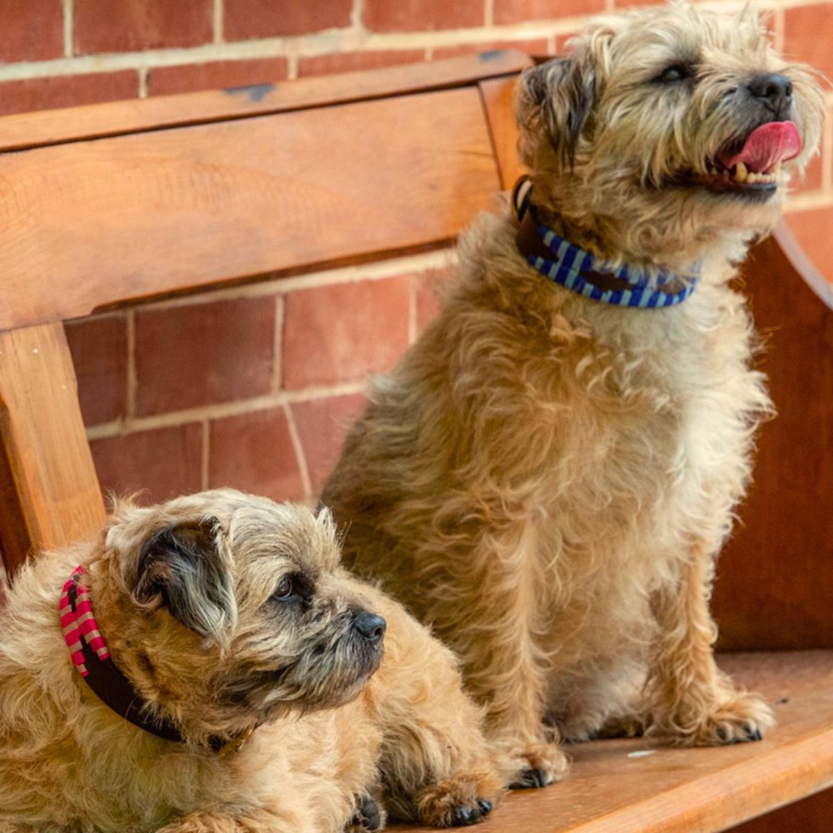 Two scruffy tan dogs on a wooden bench wearing Georgie Paws Polo natural leather dog collars, one blue and one pink, with brass hardware