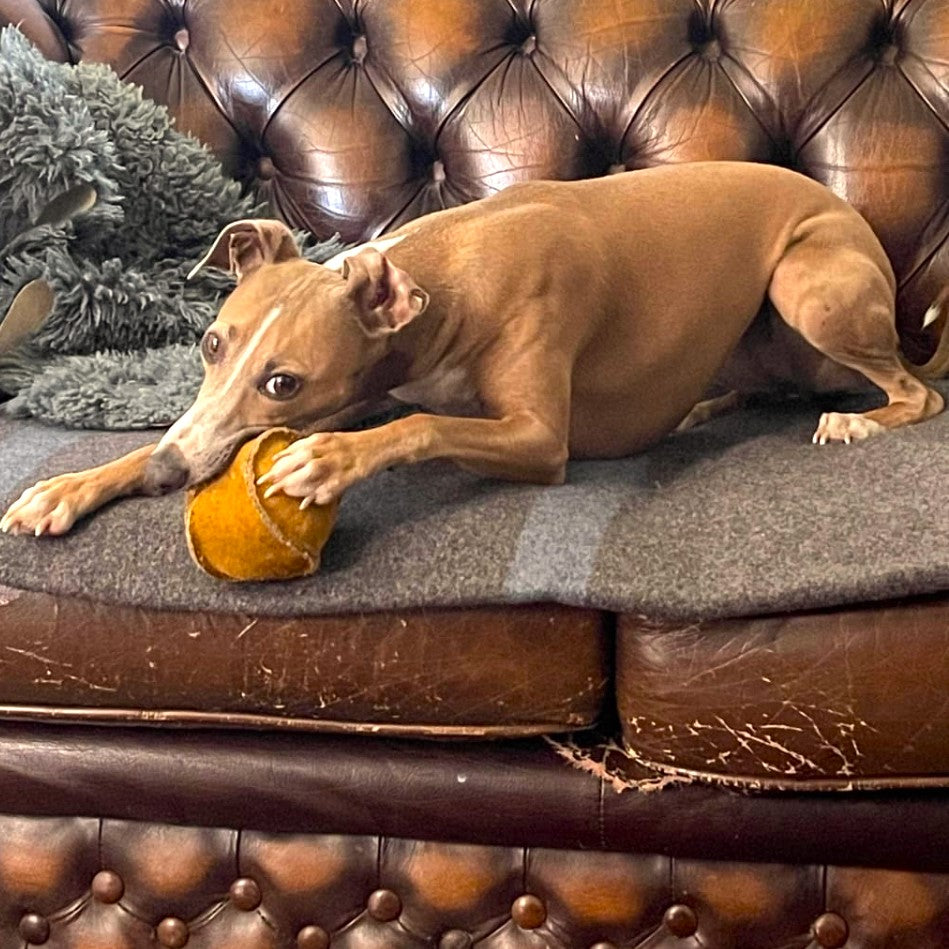 A slender brown dog with perked ears lying on a worn leather couch, gripping a well-loved Georgie Paws Ochre compostable tennis ball with paws ready for play.