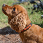 A golden-brown spaniel with wavy fur and a Georgie Paws Polo Bark Collar - ochre attentively gazes upwards, possibly focusing on its owner or a treat, against a soft-focus natural background.
