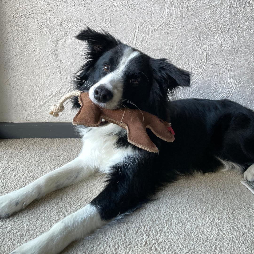 Patsy the Pony Dog Toy - Georgie PawsPatsy the Pony Dog ToytoyGeorgie Paws
