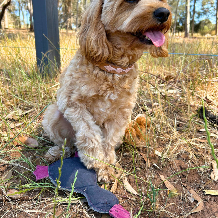 A small brown dog with curly hair and a pink collar sits on dry grass outdoors next to Georgie Paws' sustainable dog toy, Paul the Platypus in navy. The dog's mouth is open, tongue out; trees and a metal fence are in the background.