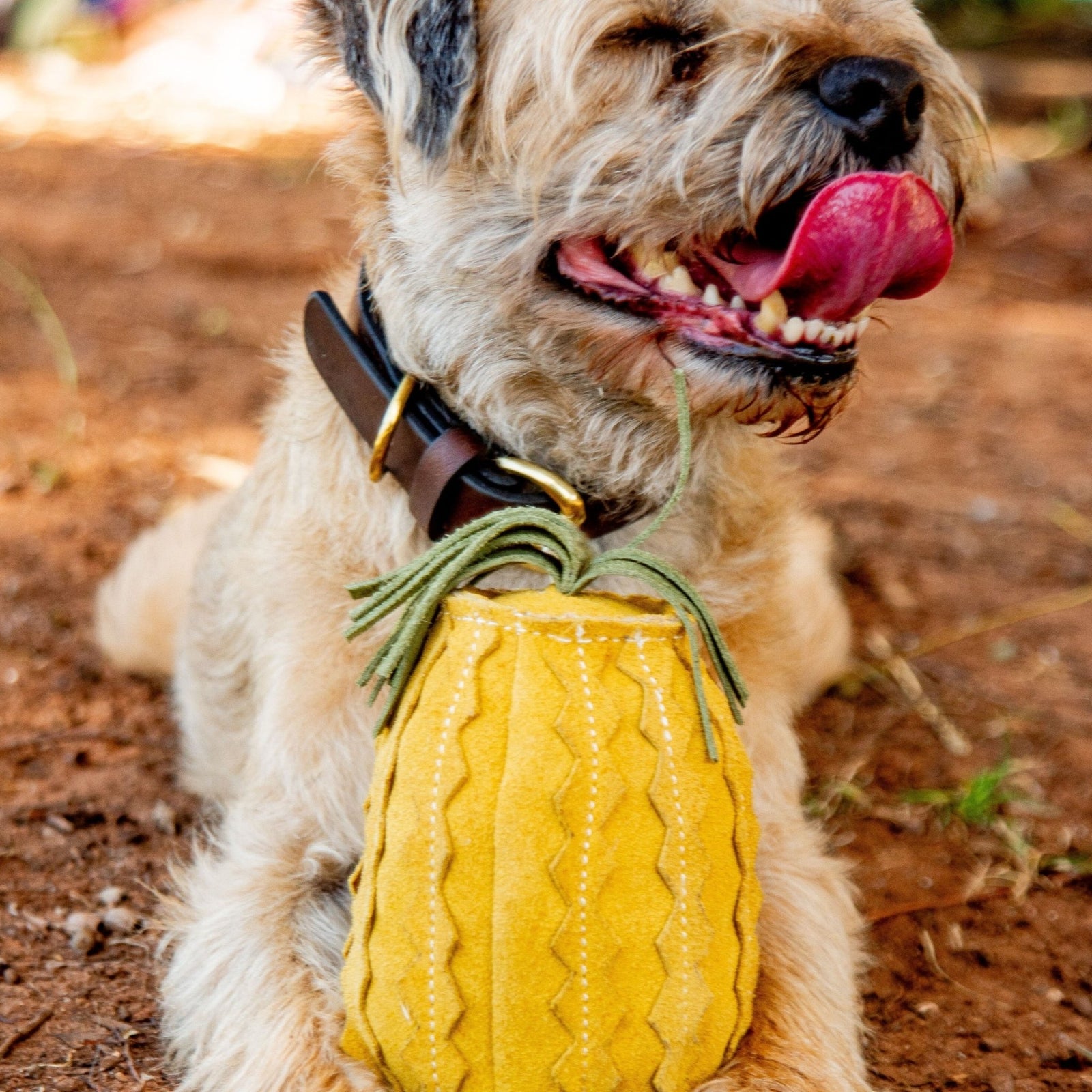 A tan dog with its tongue out lies on dirt outdoors with some greenery visible, wearing a brown vegetable tanned buffalo leather collar. Between its front paws is the Georgie Paws Penny Pineapple Dog Toy, a yellow plush pineapple.