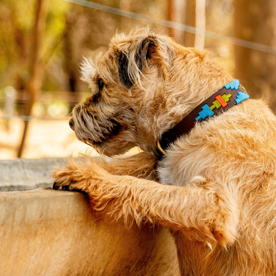 A scruffy, tan terrier stands on its hind legs, peering over a wooden ledge. The dog wears a Polo Lead - Percy collar from Georgie Paws featuring a colorful and eco-friendly geometric pattern. The blurred background suggests an outdoor, possibly rural environment with trees and wire fencing.