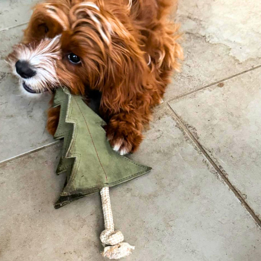 A small, fluffy brown and white dog plays on a tiled floor, fully engaged with the Georgie Paws Pine Tree - Dog Toy—a durable green suede tug toy featuring a knotted cotton rope.