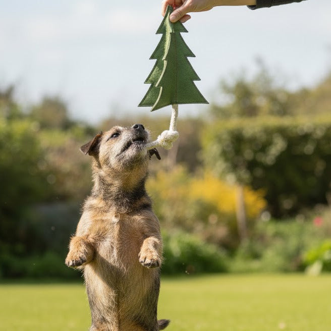 A small brown dog stands on green grass, reaching for a Georgie Paws Pine Tree - Dog Toy attached to a white rope in a sunlit garden with blurred trees and bushes.