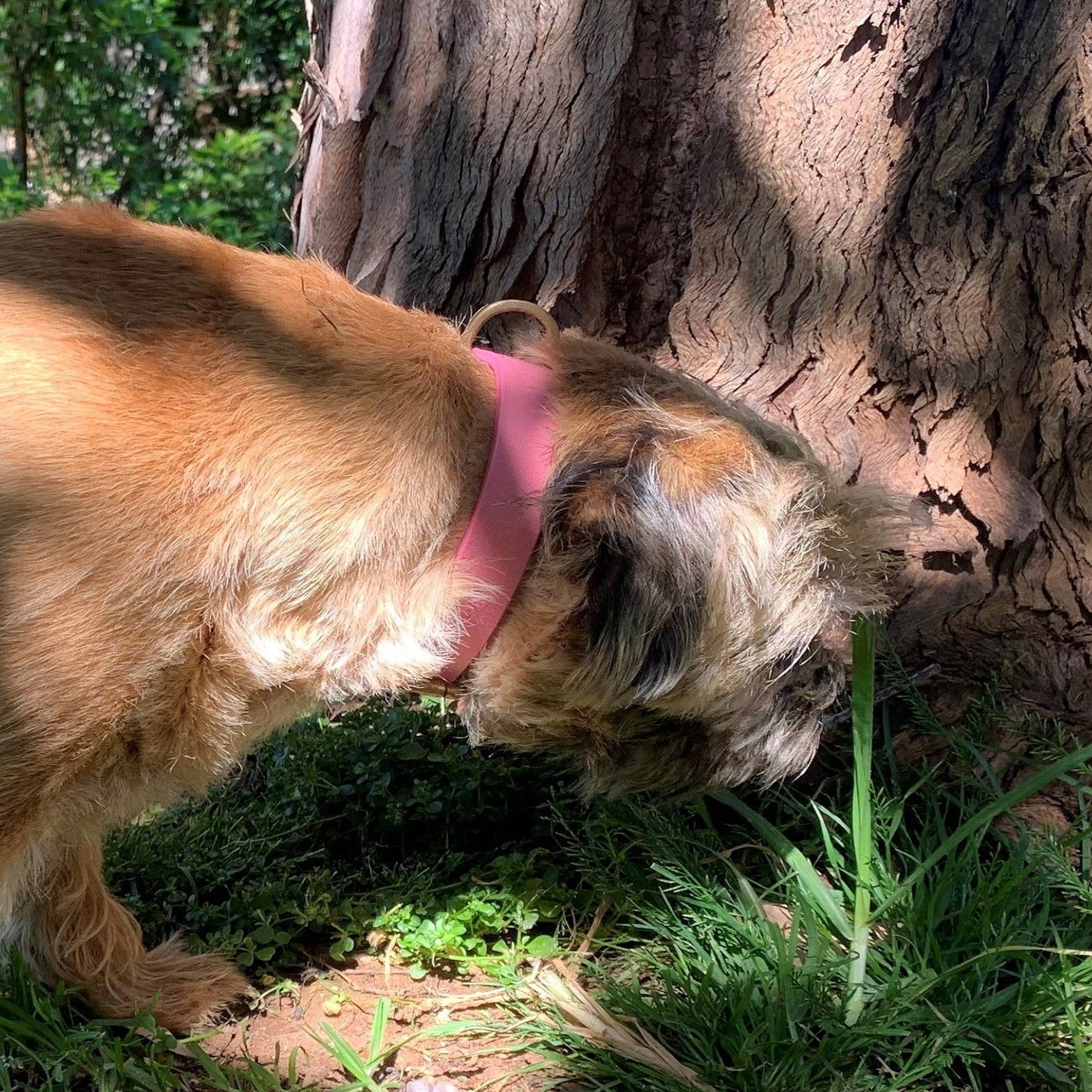 A small brown dog with a shaggy coat and a vintage-style brass hardware Georgie Paws Bald Collar Pink is intently sniffing or examining something on the ground. The dog is next to a tree with rough, textured bark, and there is green grass and patches of dirt surrounding the area. Sunlight and shadows create a dappled effect.