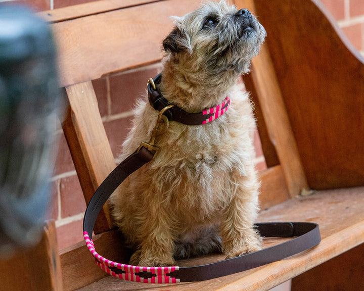 A small, scruffy tan dog with a Georgie Paws Polo Lead - Pinky leash sits on a wooden bench, looking upward. The pink and black leash is loosely coiled beside the dog, with a brick wall in the background.