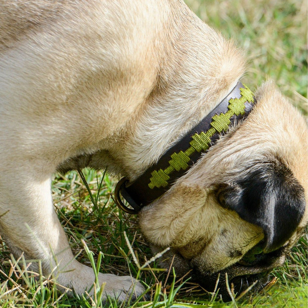 A tan pug with its head lowered and slightly turned sniffs the lush green grass, sunlight illuminating its short fur. Around its neck, it wears the Georgie Paws Polo Bark Collar - Grass, a stylish accessory crafted from sustainable vegetable-tanned buffalo leather.