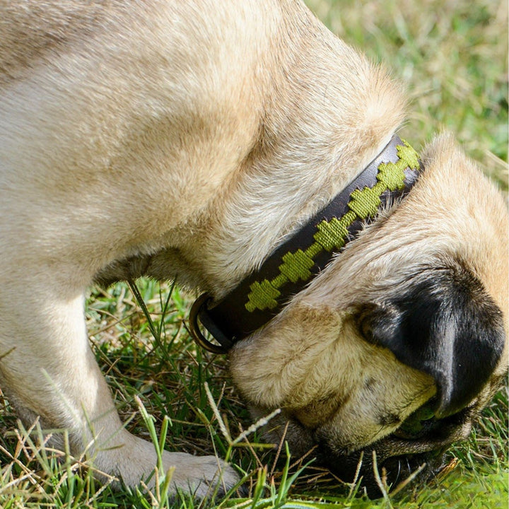 A tan pug with its head lowered and slightly turned sniffs the lush green grass, sunlight illuminating its short fur. Around its neck, it wears the Georgie Paws Polo Bark Collar - Grass, a stylish accessory crafted from sustainable vegetable-tanned buffalo leather.