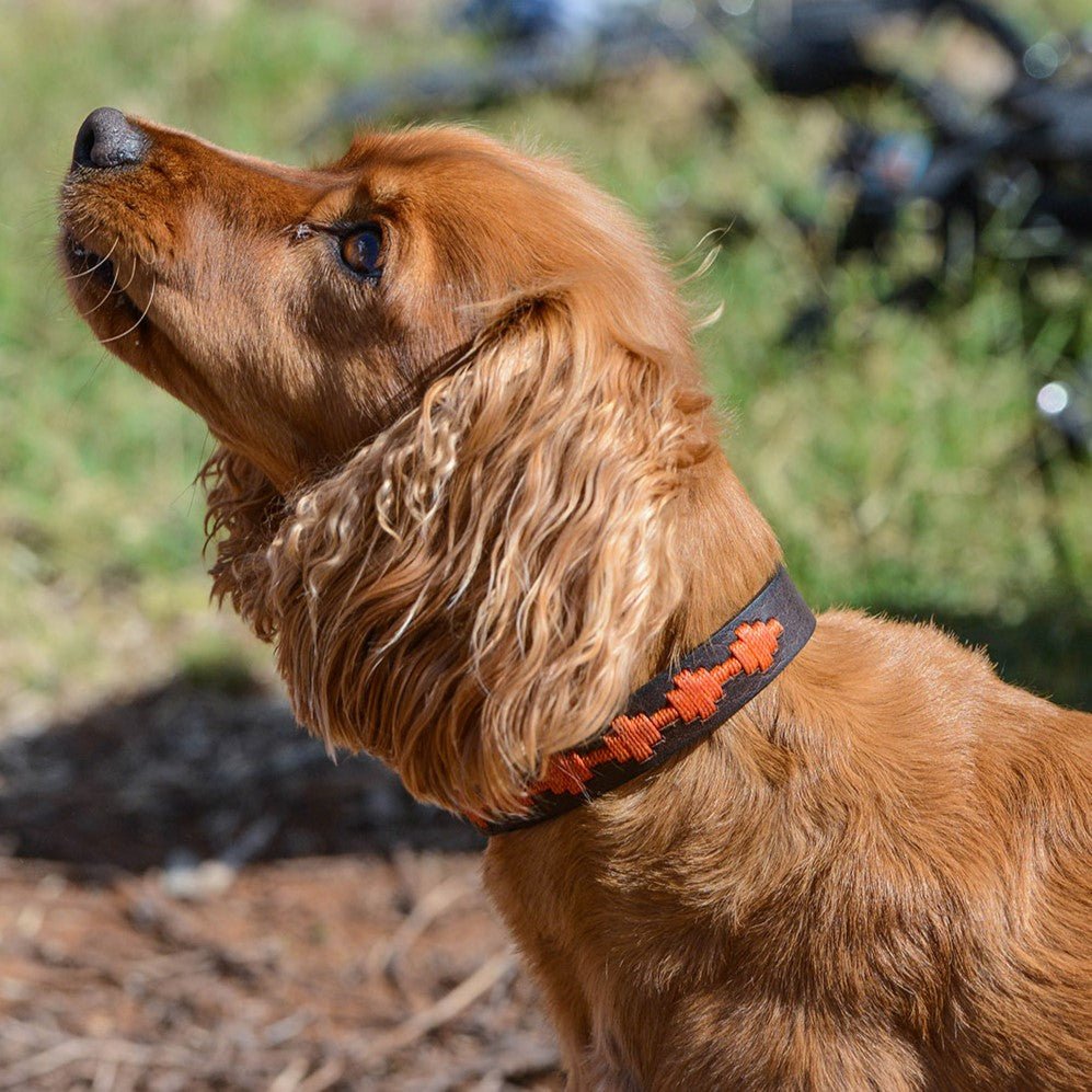 A golden-brown dog with long, wavy ears looks upward outdoors. The dog wears a black collar with an orange pattern crafted from eco-friendly buffalo leather. Grass and blurred objects appear in the background.